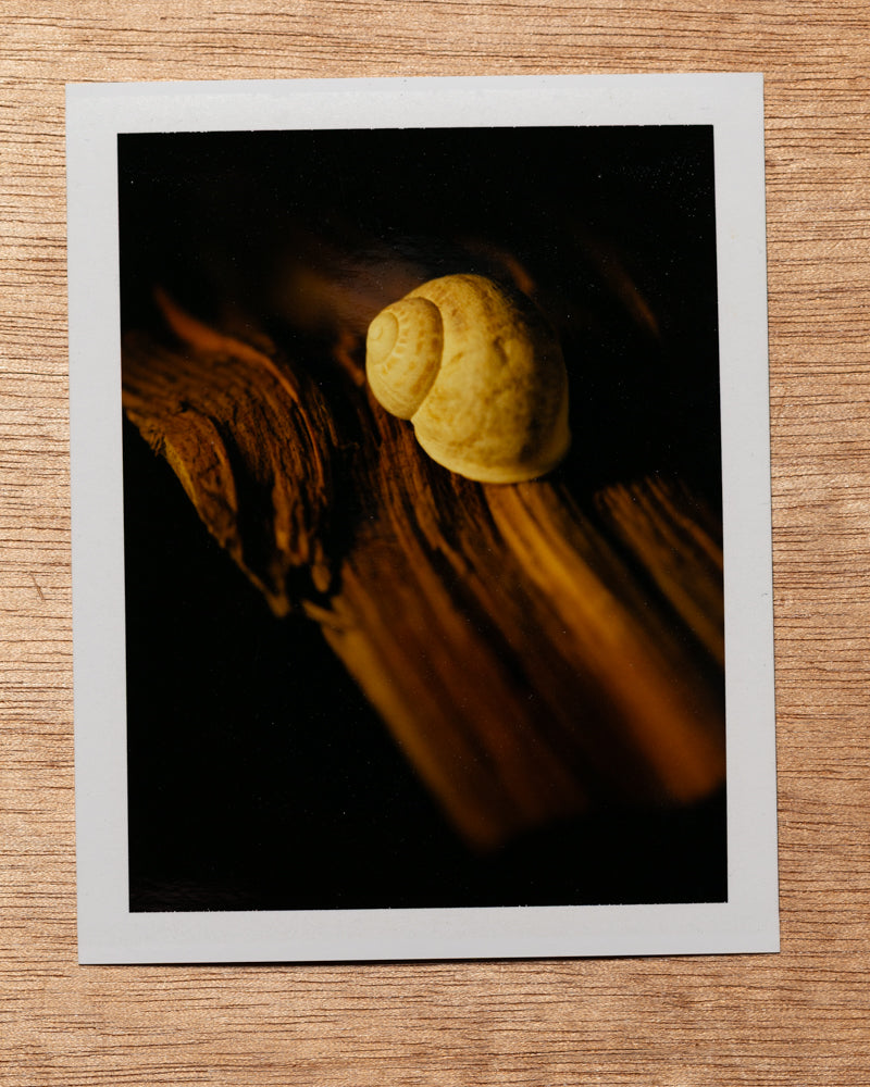 Sunset Snail, 2012