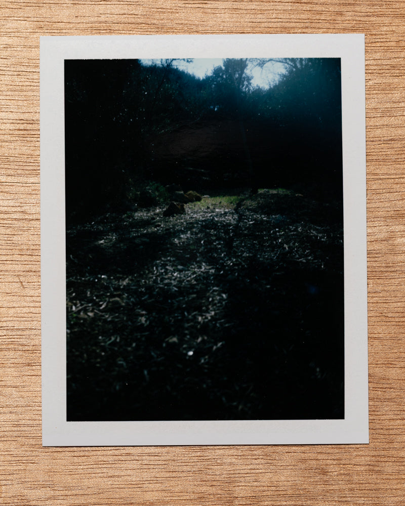 Trees, Golden Bay. 2017