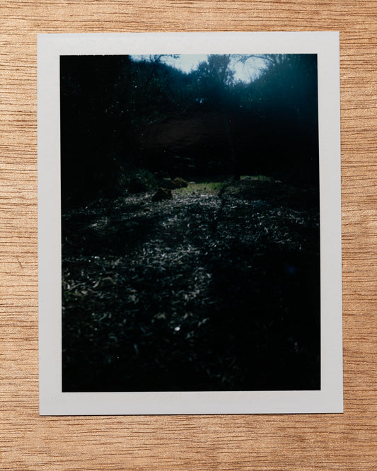 Trees, Golden Bay. 2017