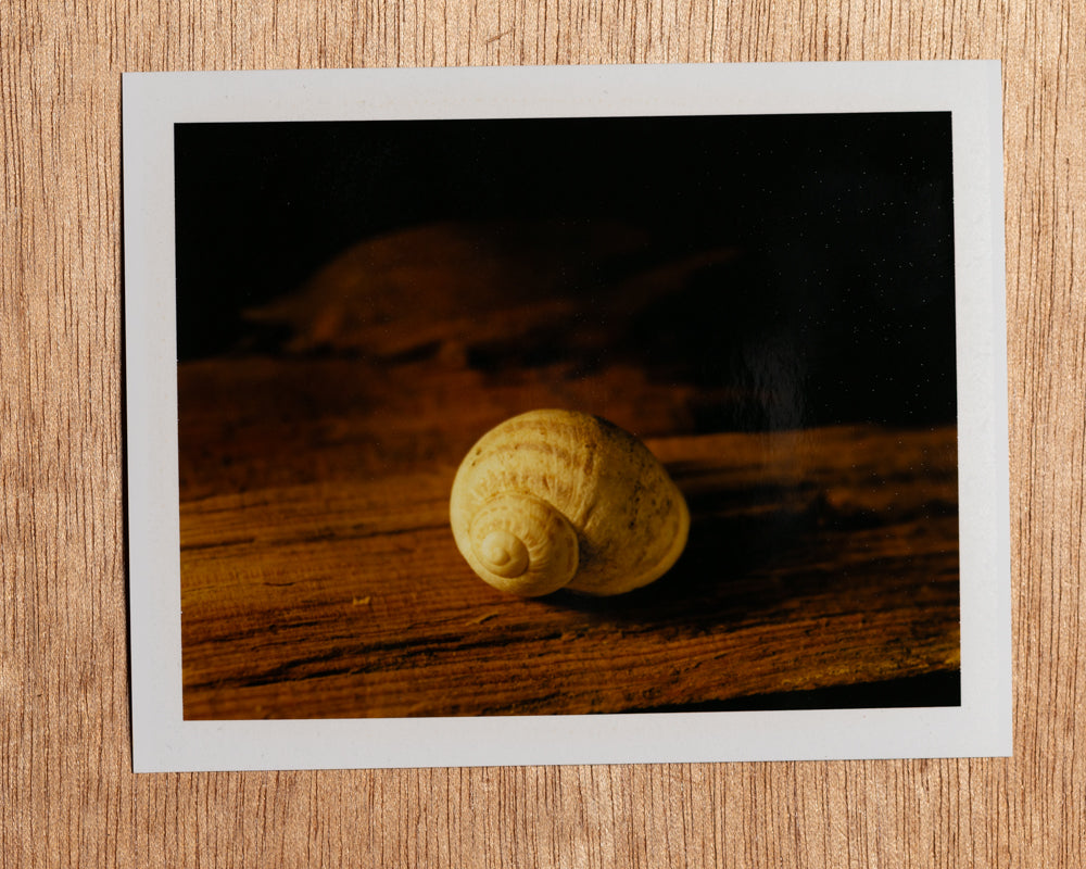 Sunset Snail, 2012