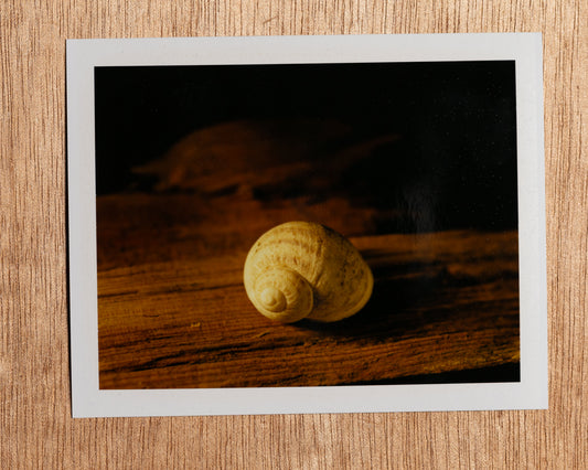 Sunset Snail, 2012