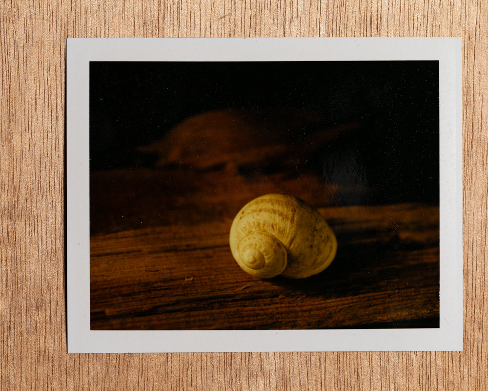 Sunset Snail, 2012