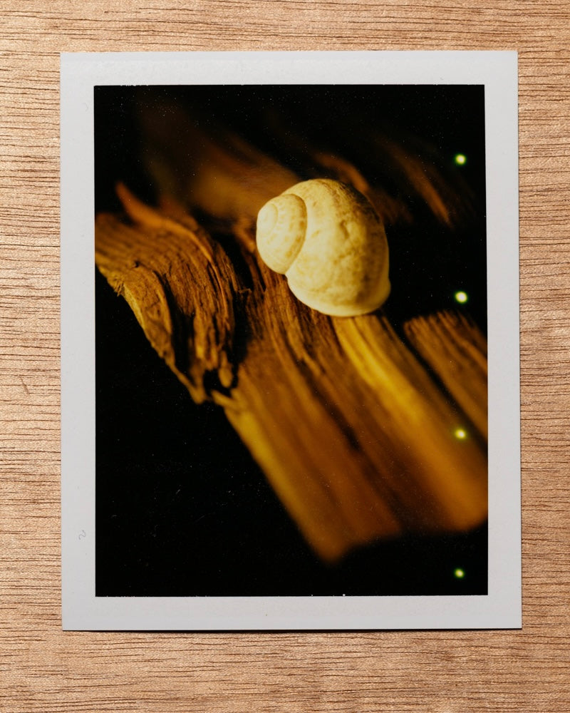 Sunset Snail, 2012