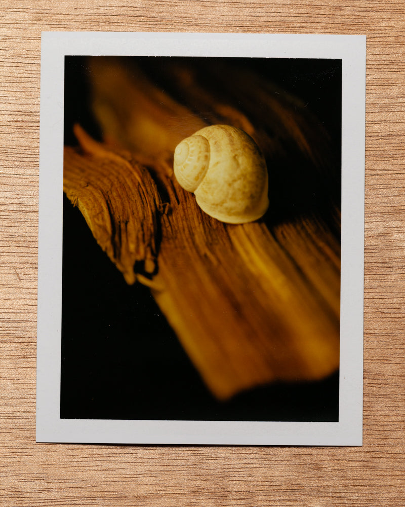 Sunset Snail, 2012