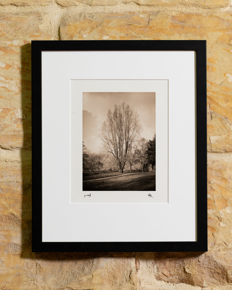 Tree; Cork, Ireland