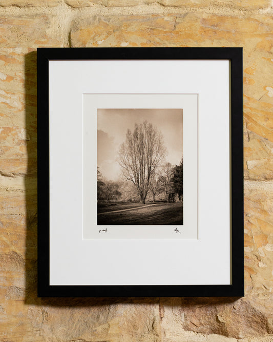 Tree; Cork, Ireland